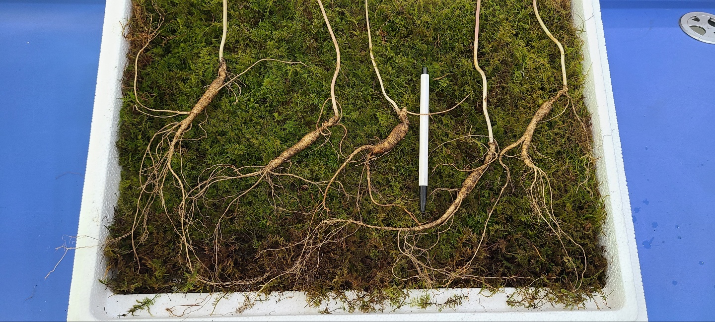 산양산삼 12년근  5뿌리 +7~8년근 10뿌리+정기소 10환