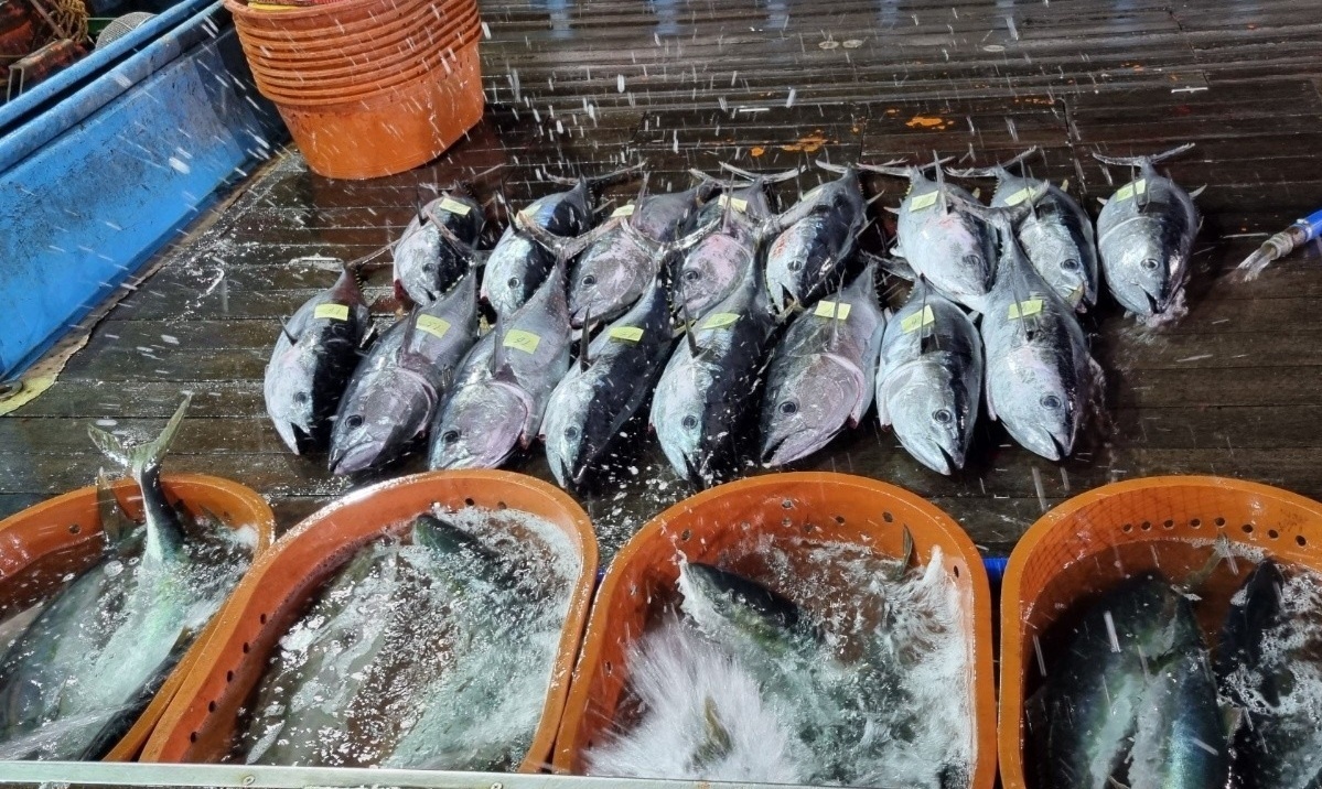 #국내산 #참다랑어 #통마리 #생물참치 #생참치 ~♡