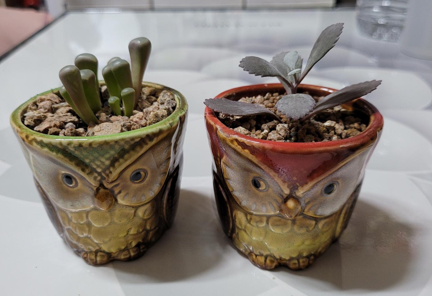 특이한 다육이ㅡ오십령옥, 백은무(백운무?)