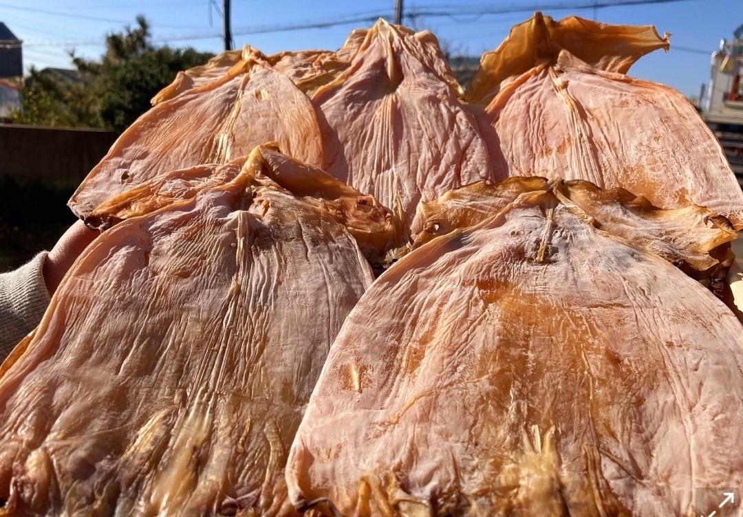 초특대 킹사이즈 마른오징어 1kg이상 10마리 해풍건조 몸통만오징어