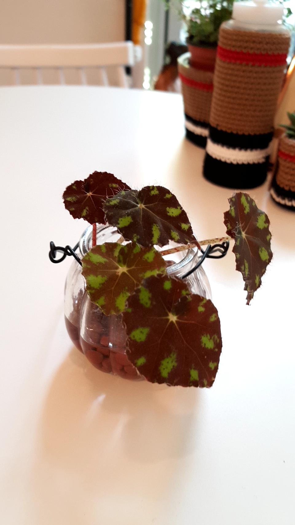 타이거 배고니아