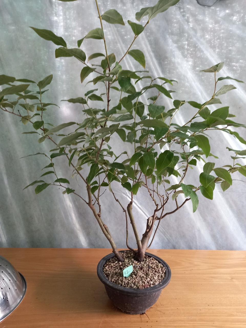 감태나무 연수목 분재 인테리어식물 축하선물화분