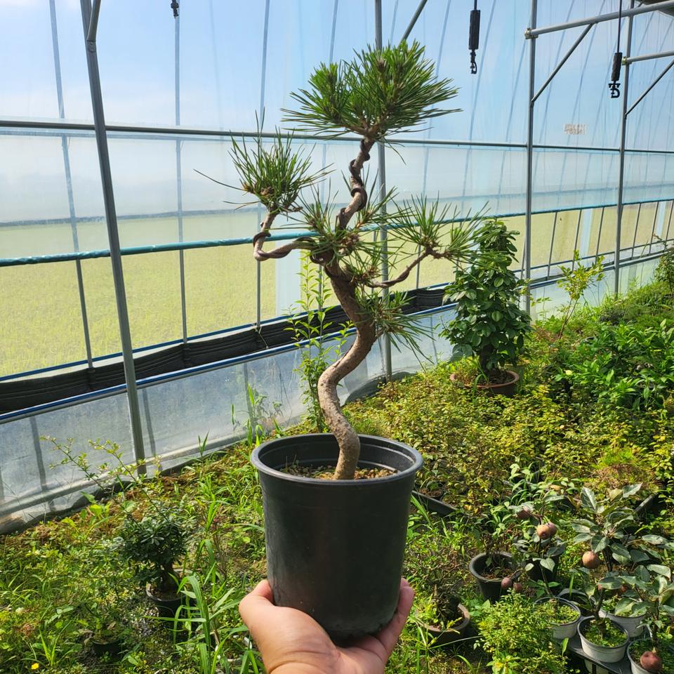 해송 소나무 분재 흑송 곰솔 화분