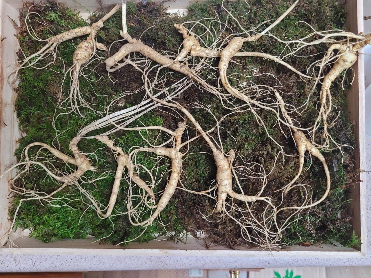 정삼같은  못난이 파지삼 12년근 추석선물 5뿌리