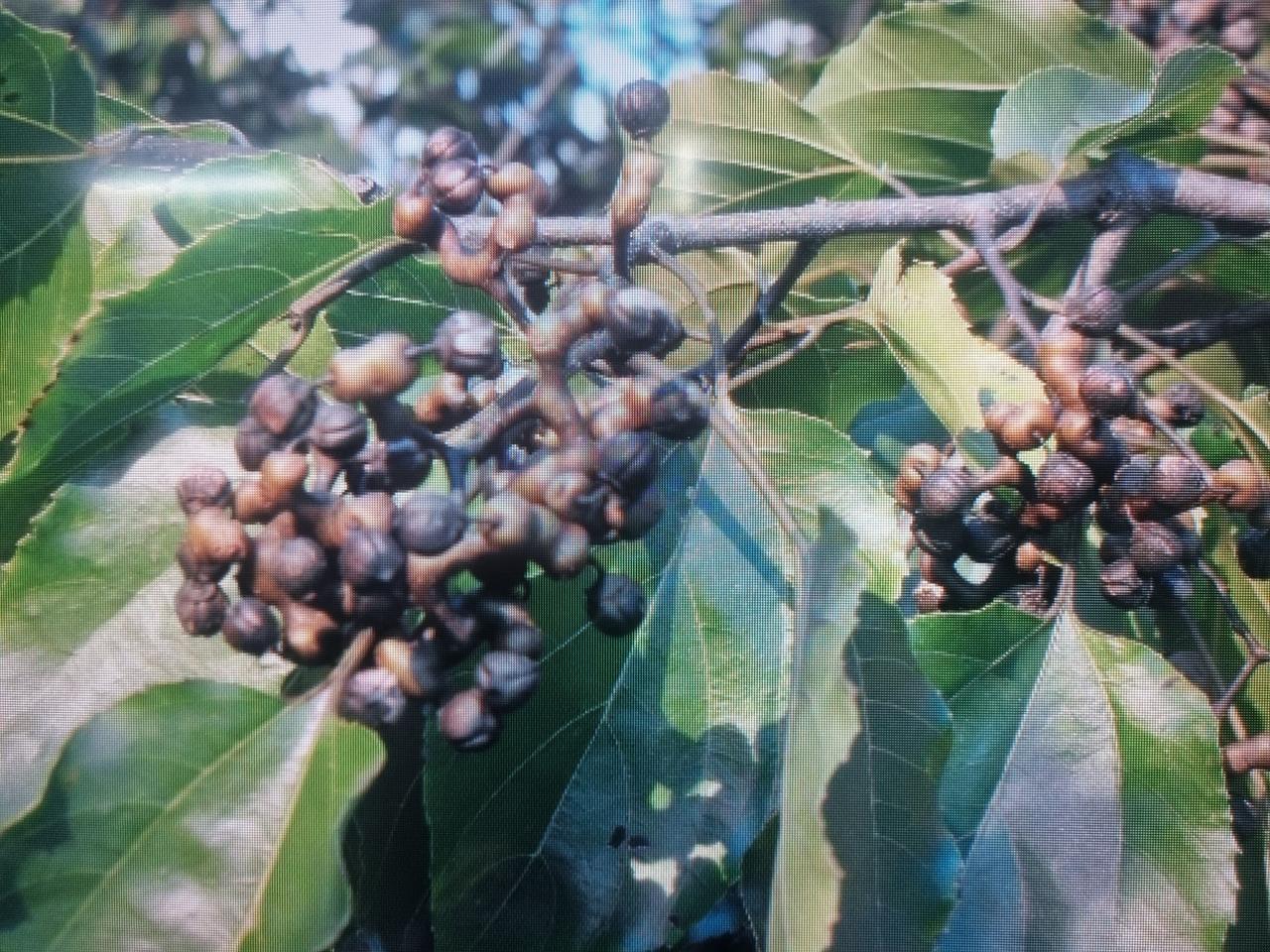 자연산 헛개나무열매