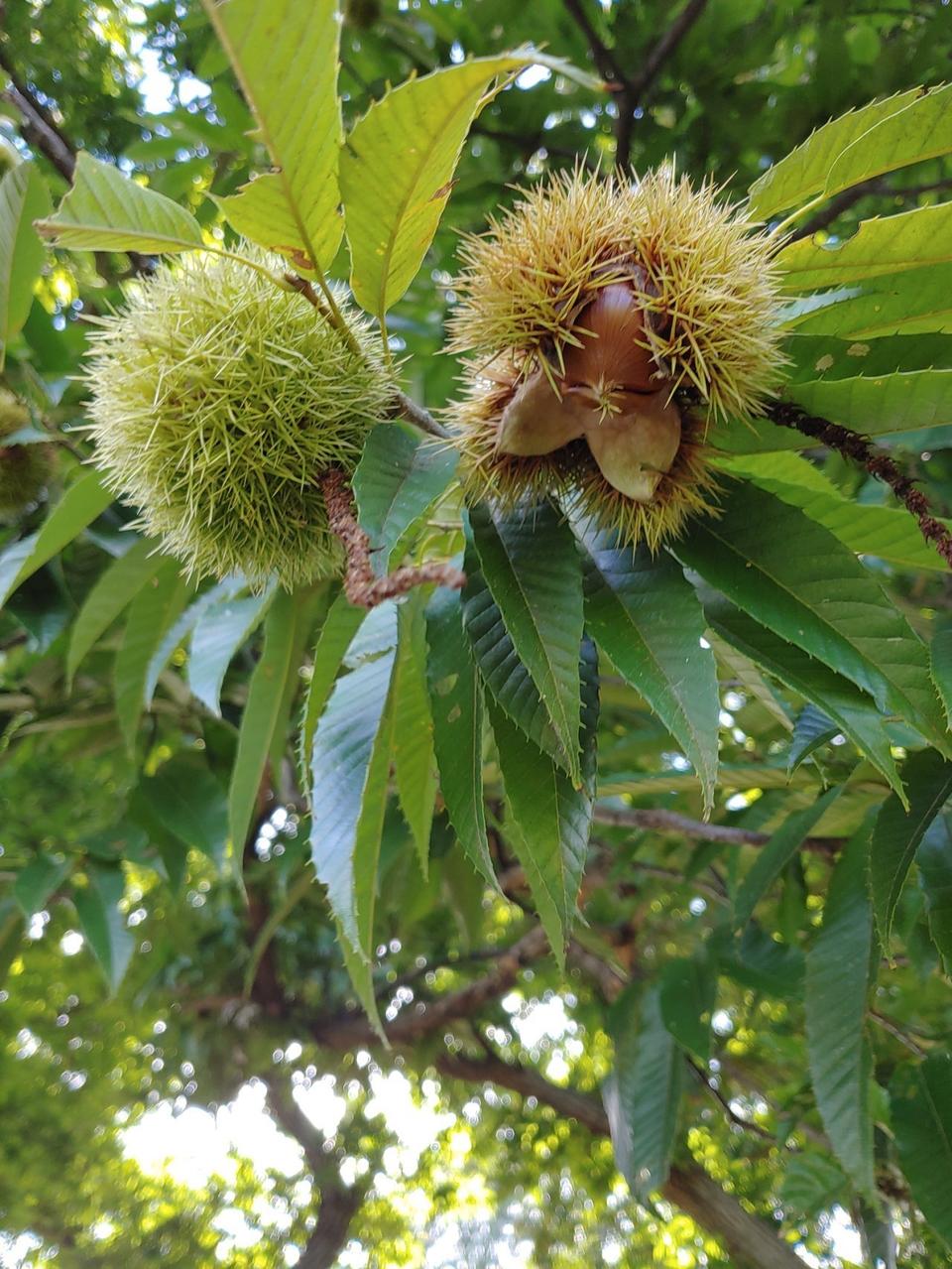 햇밤 이평밤 중 사이즈