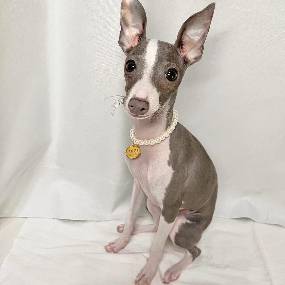 강아지 진주 각인 목걸이 제작