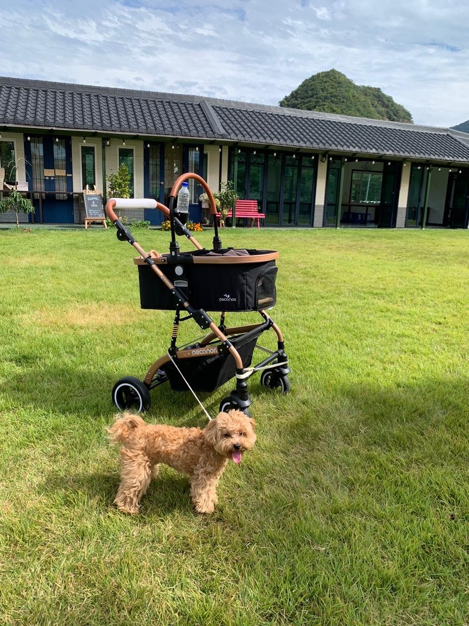 피카노리 프리미엄 개모차 (유모차) 위니