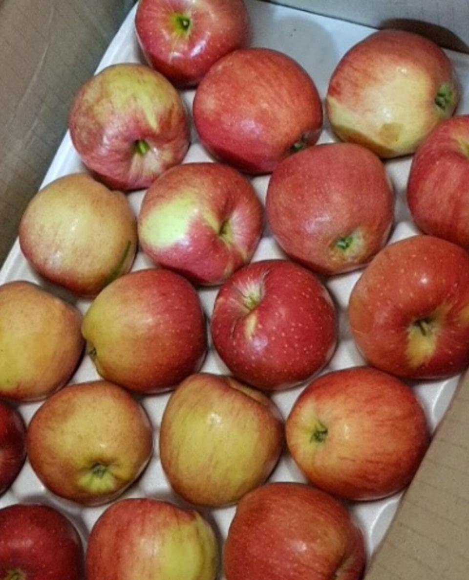 가을  햇 사과  7kg