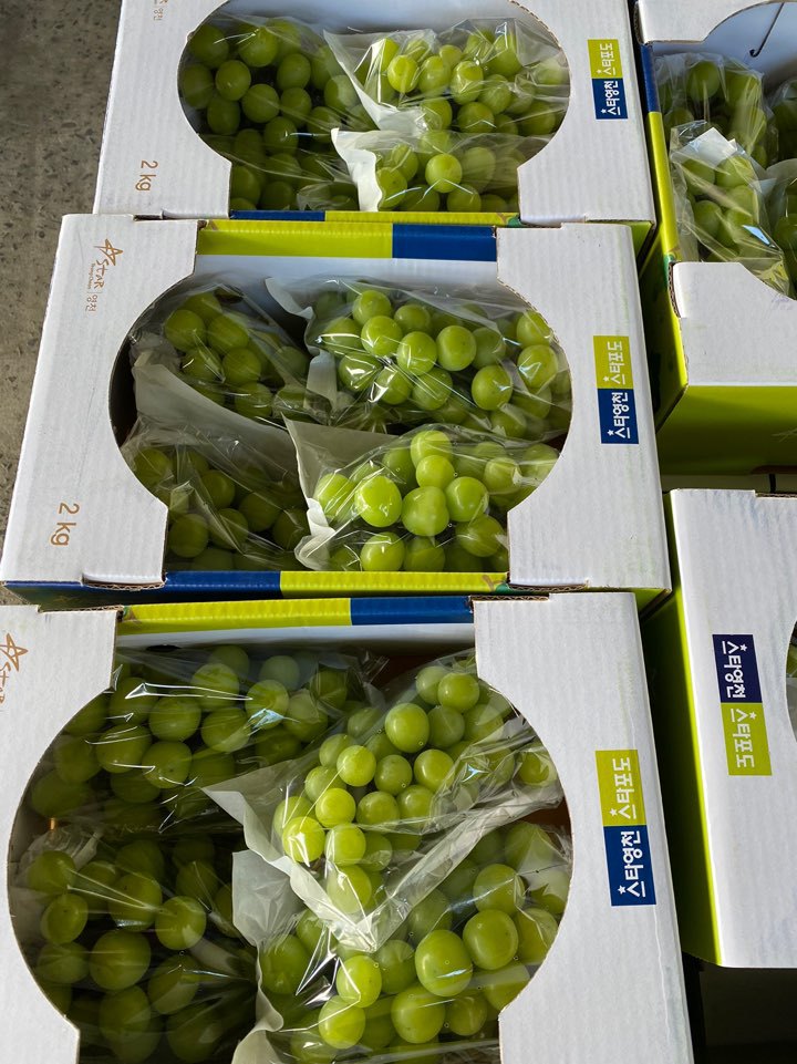 샤인머스켓 포도 판매합니다