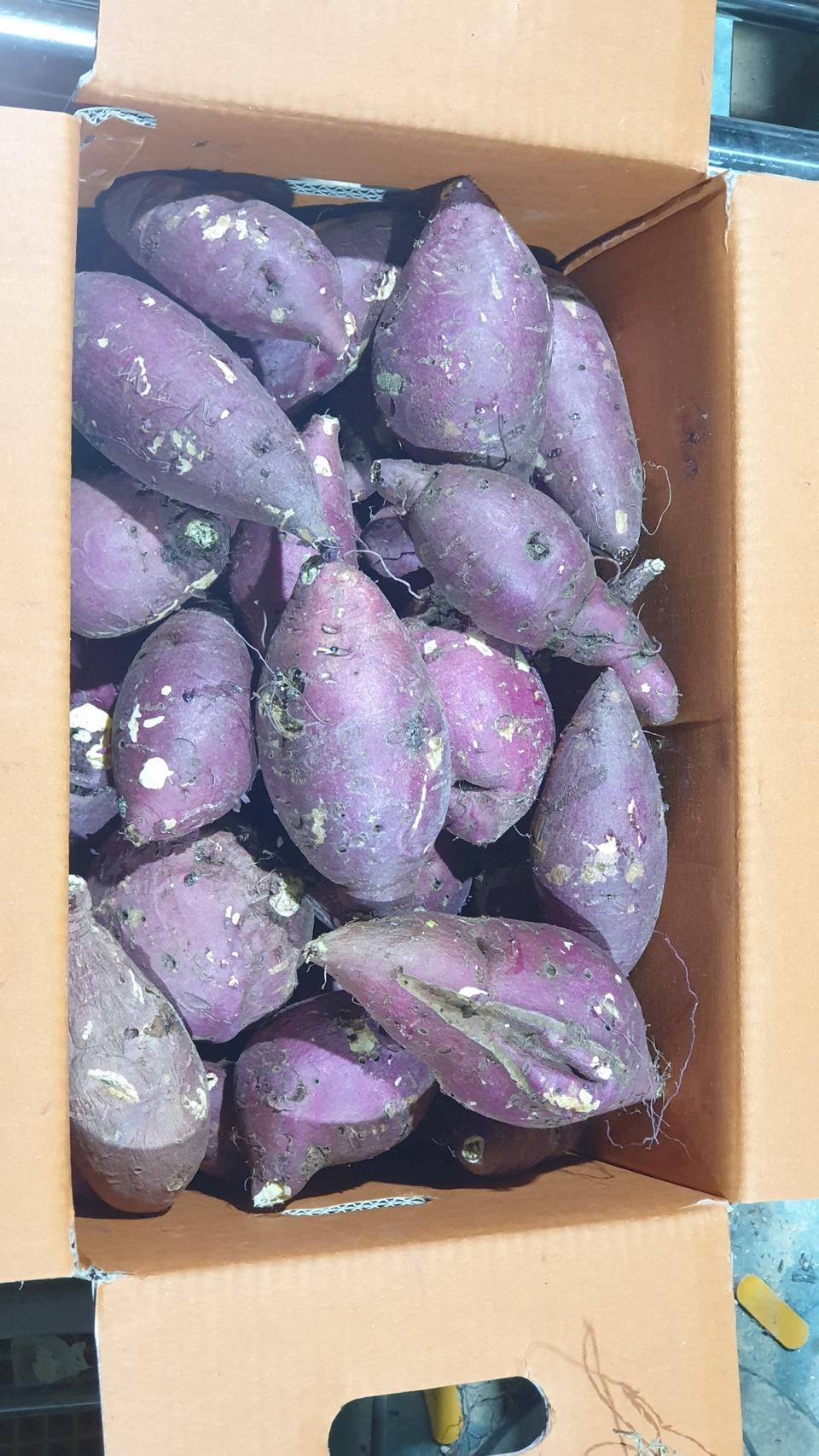 꿀고구마 10kg 무료배송