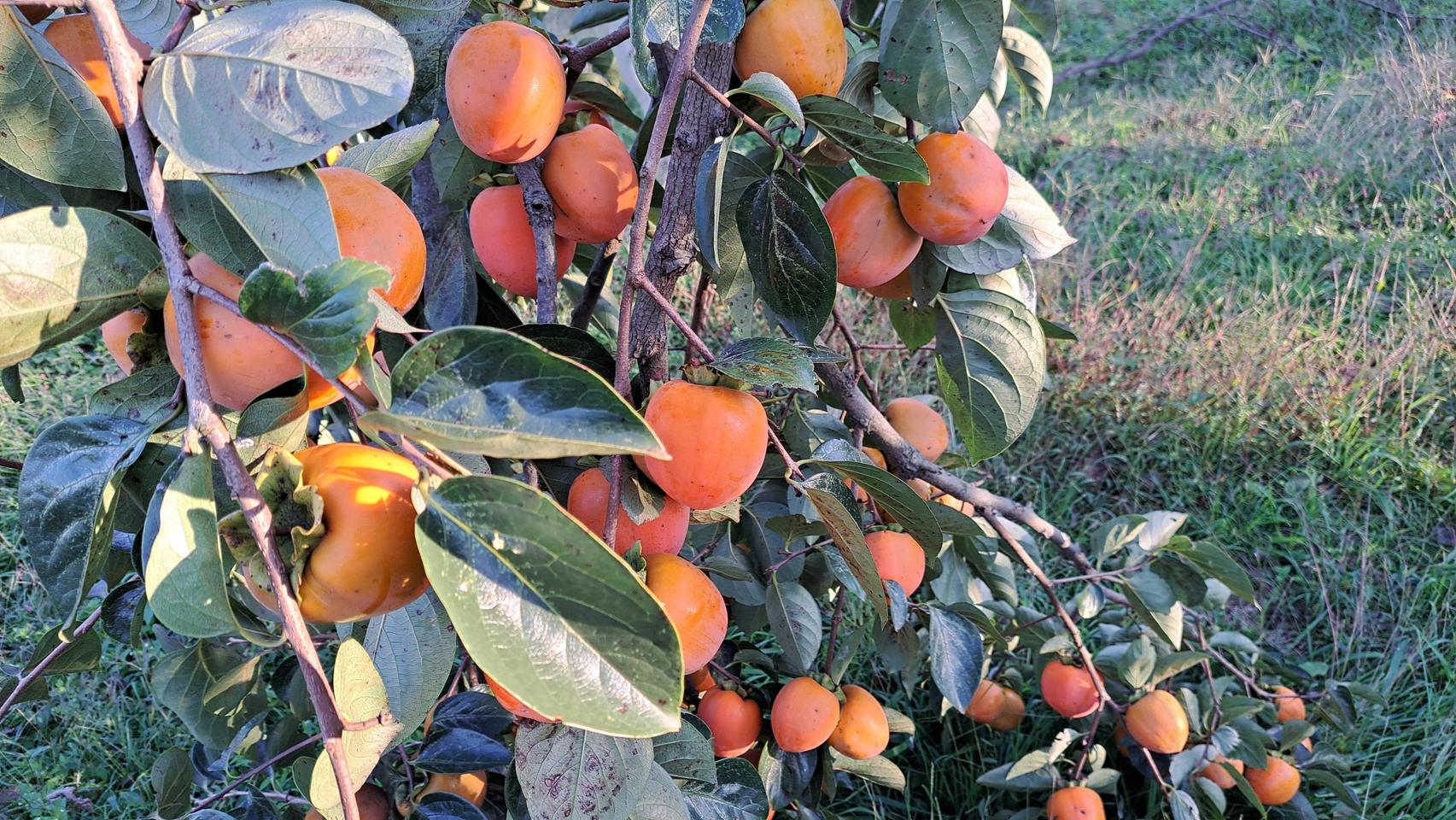익산 서리맞은 대봉감 10kg 로얄사이즈  무료배송 중.대 혼합