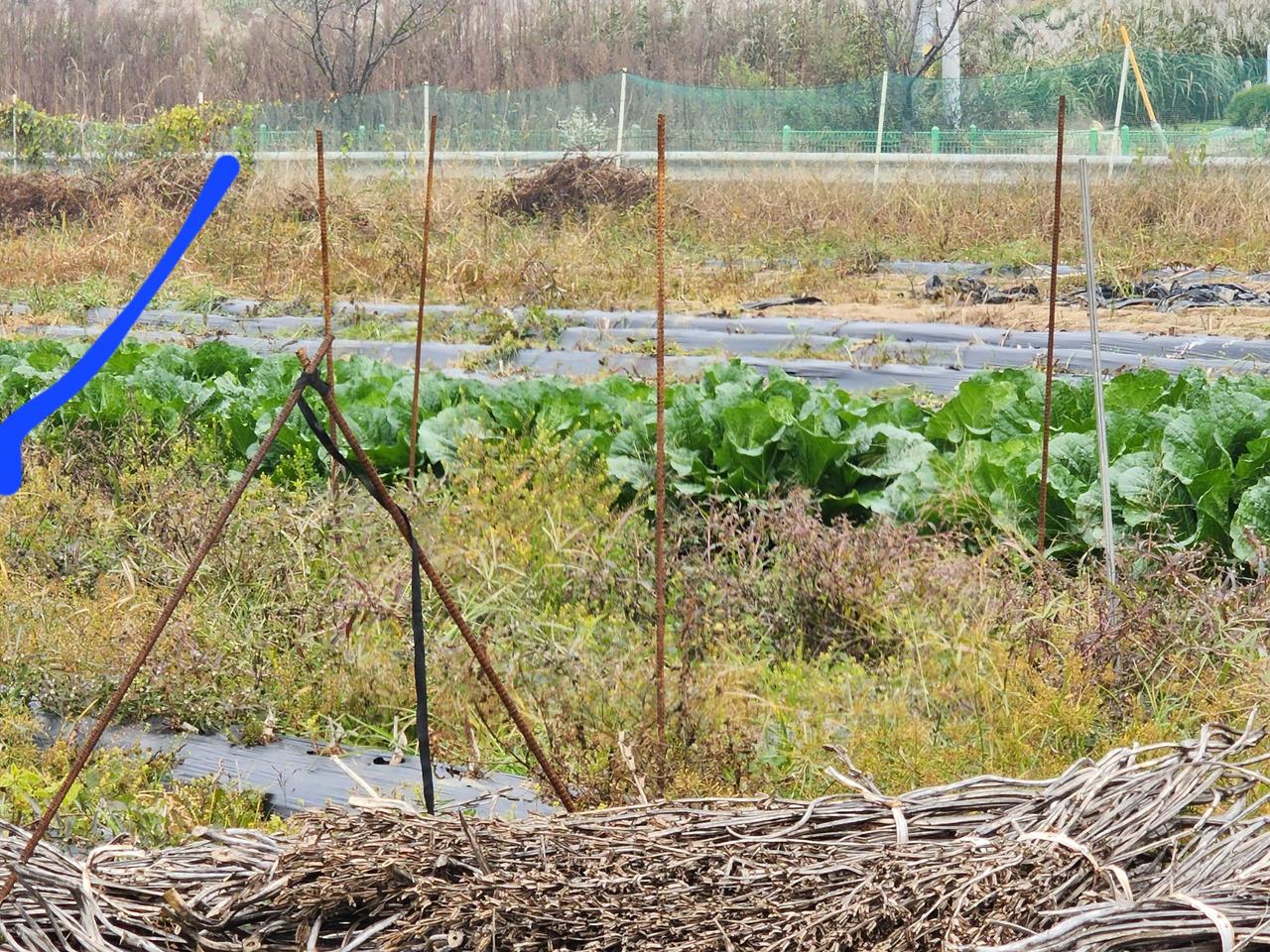 배추판매합니다