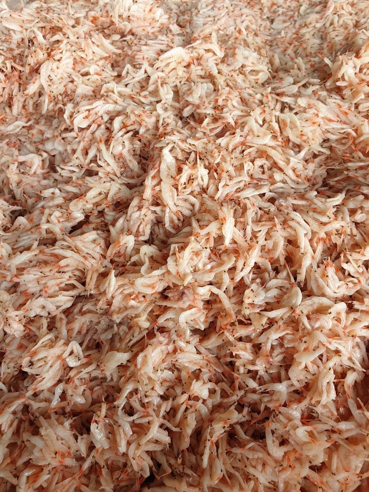 최상급  추젓 3키로