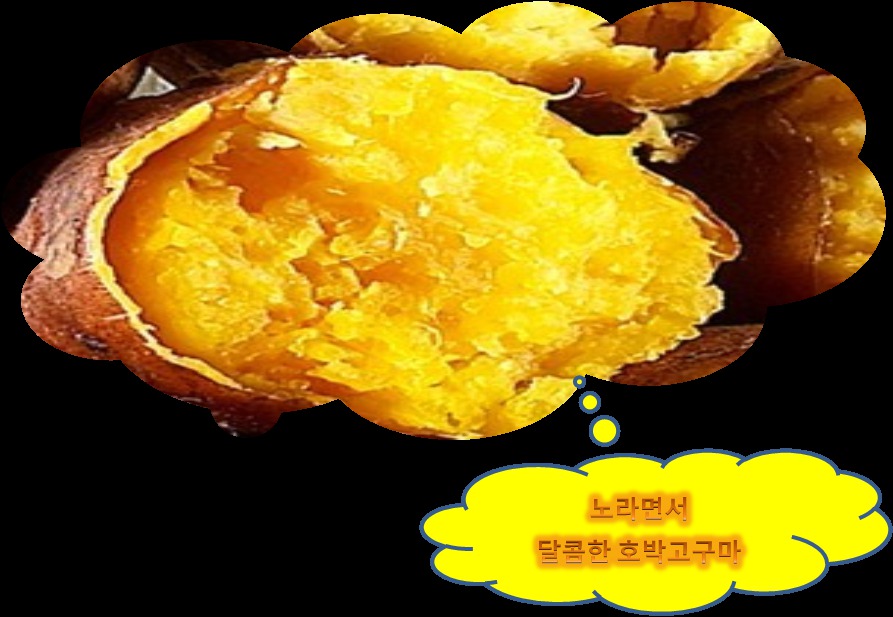강화도속노랑고구마