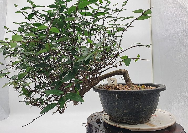 백화등 마삭줄 분재 