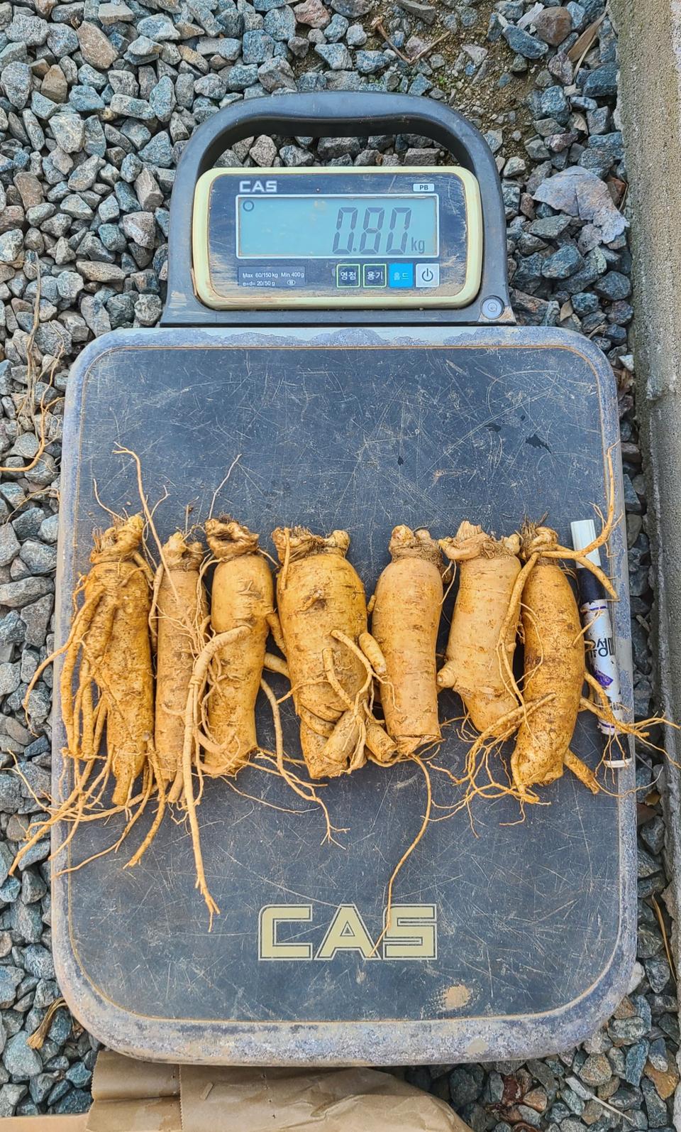 인삼(동가리대)