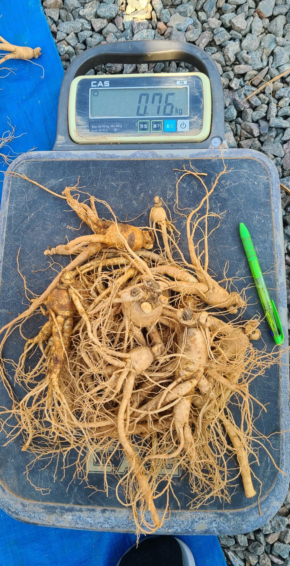 인삼(막삼)