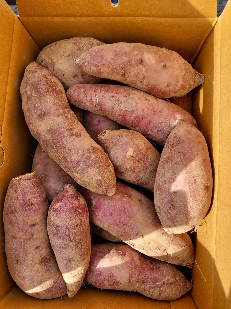 욕지도 감귤+고구마 총10kg 택포