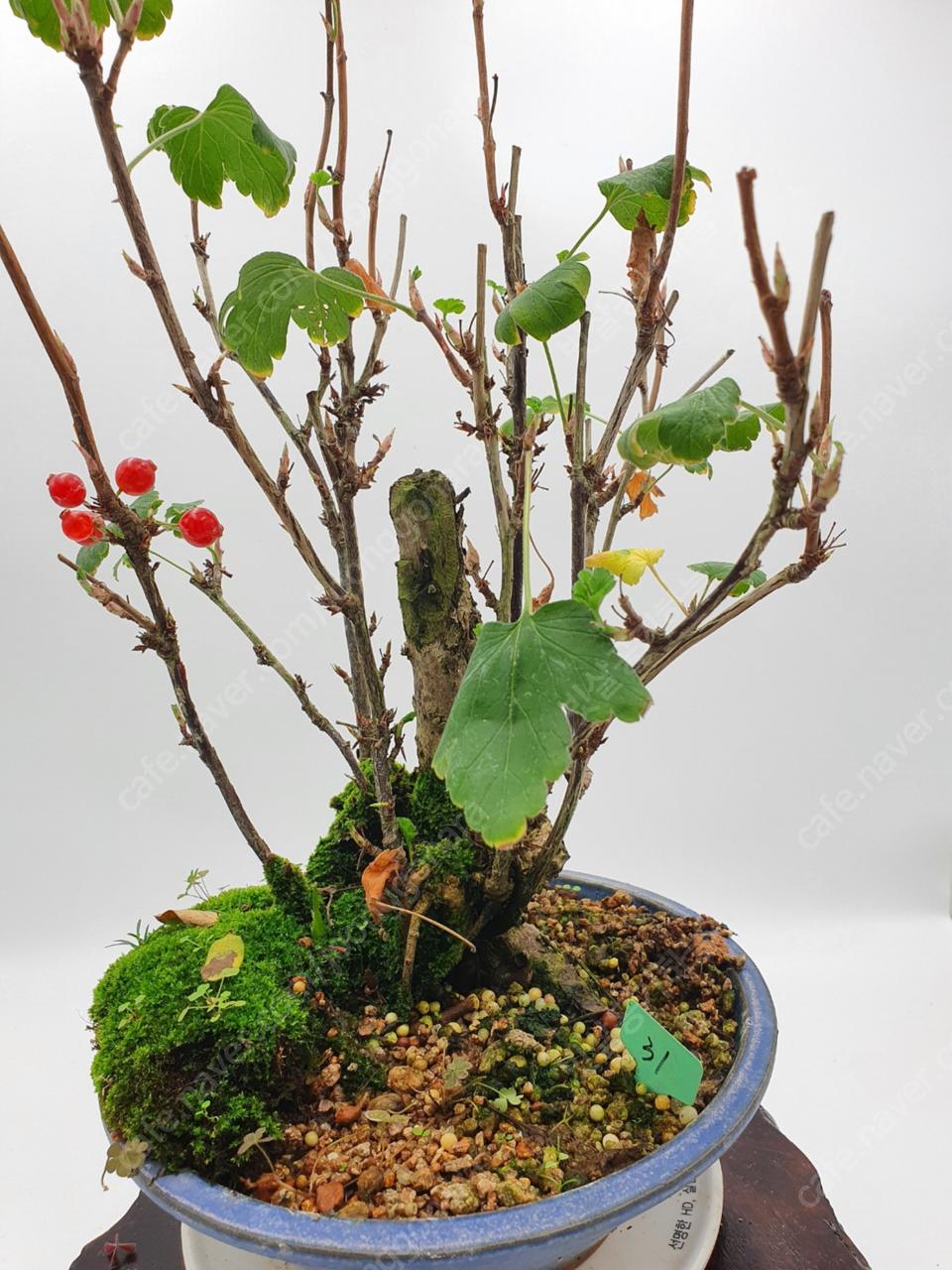 까마귀밥나무(암나무) 식물 분재 화분 31번