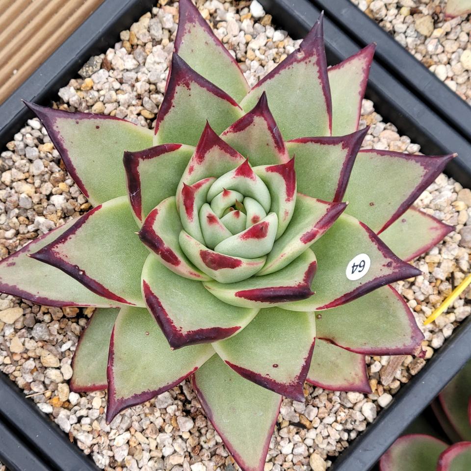 다육 환엽 황진이오페라 화분