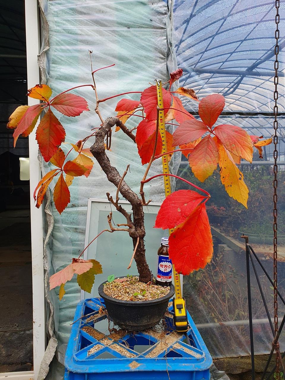 고려담쟁이 분재