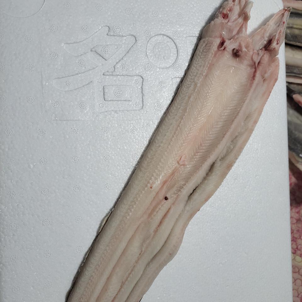 바다장어1키로당2만원