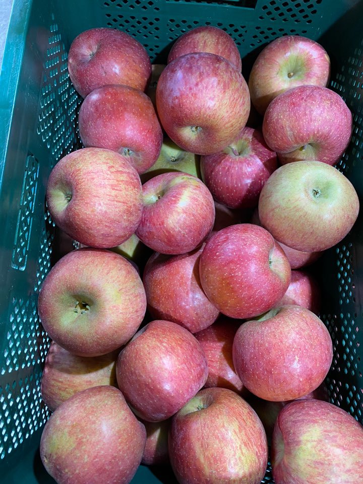 가정용흠과 못난이사과 판매합니다