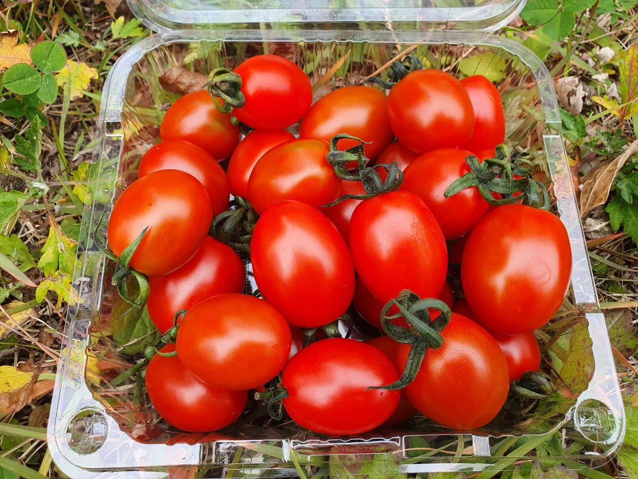 스테비아 토마토(스윗마토) 500g x 4팩 특가!