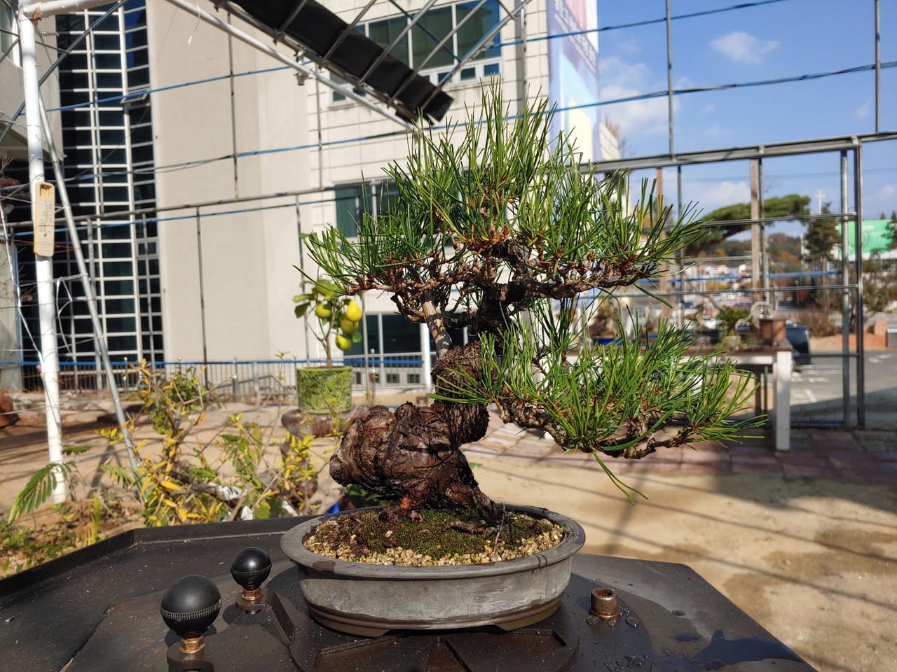 육송 소나무 분재