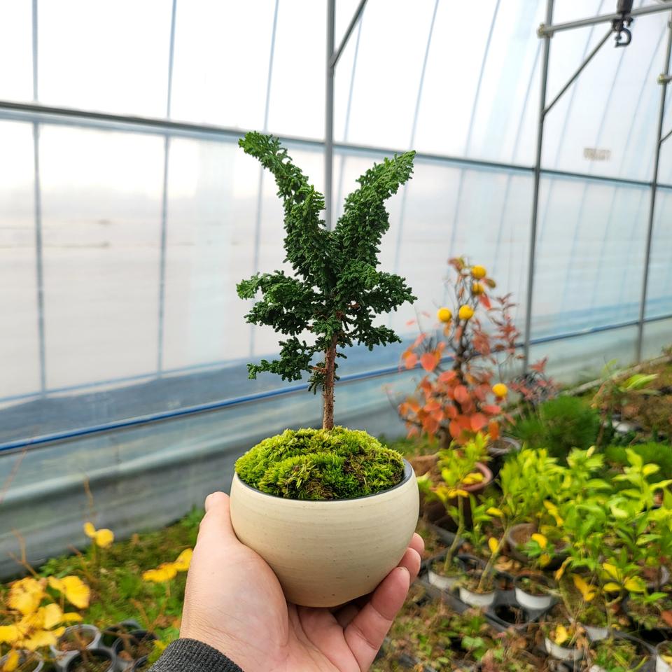 미니 석화회 나무 도자기 분재 화분