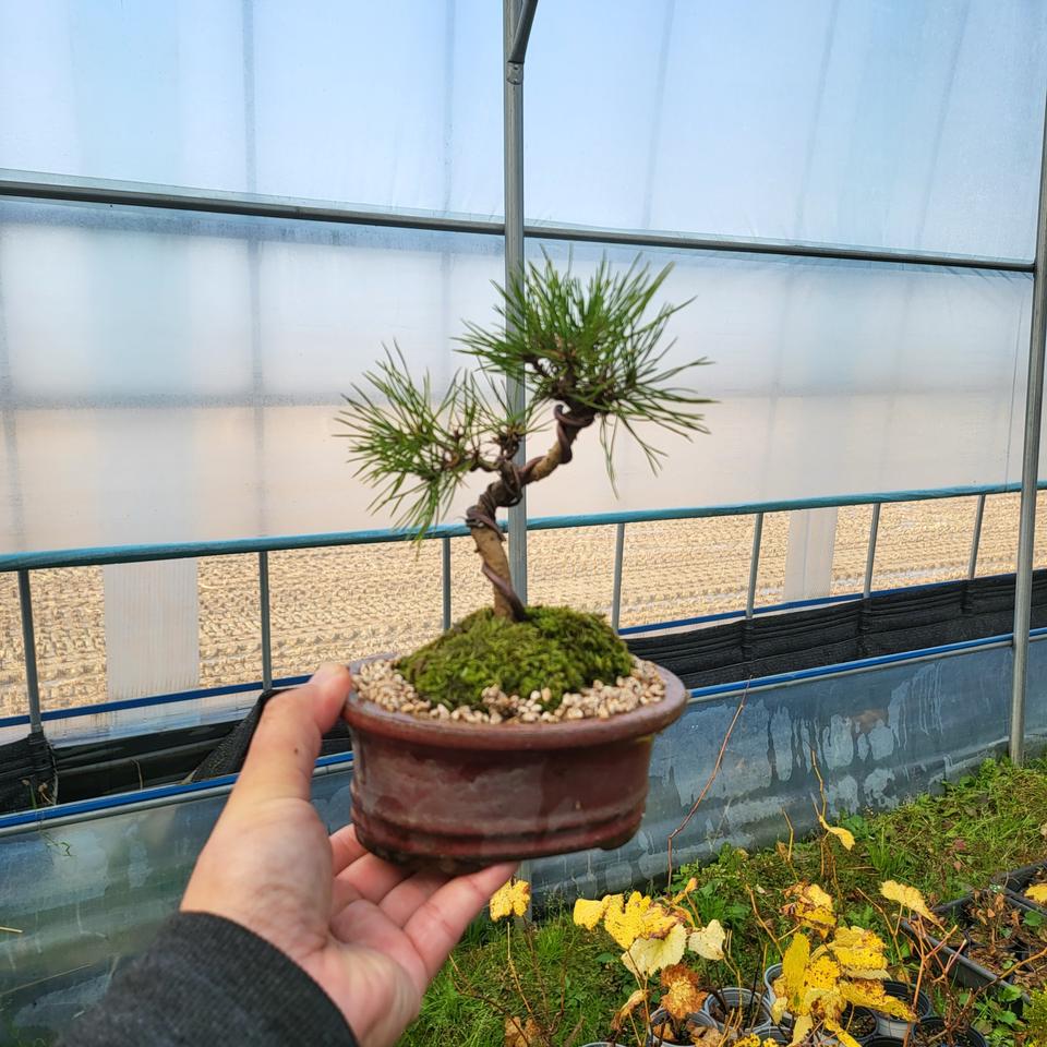 미니 소나무 적색 도자기 분재 화분