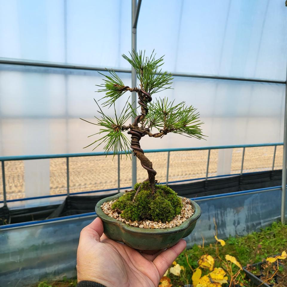 미니 소나무 청색 도자기 분재 화분