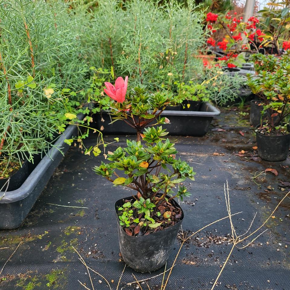 녹산 왜 철쭉 나무 분재 화분