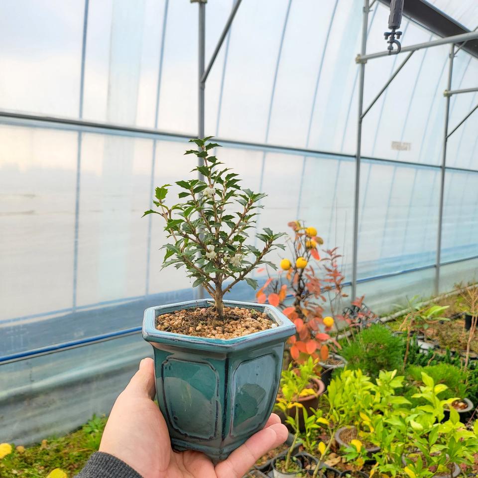 미니 은목서 나무 도자기 분재 화분