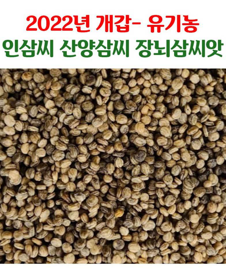 산양삼 인삼 산삼 장뇌삼 씨앗 모종