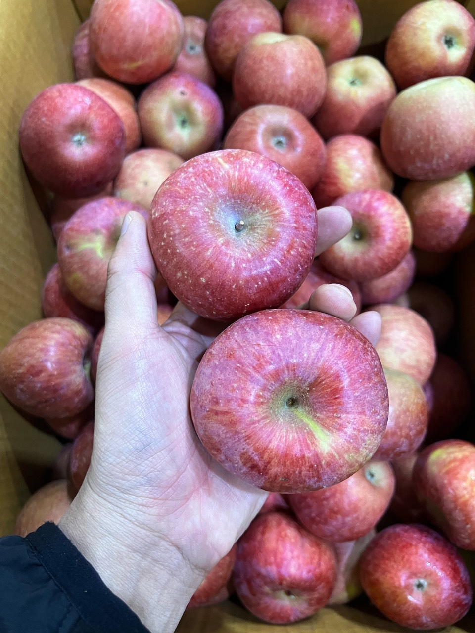 달콤 부사 가정용 15kg