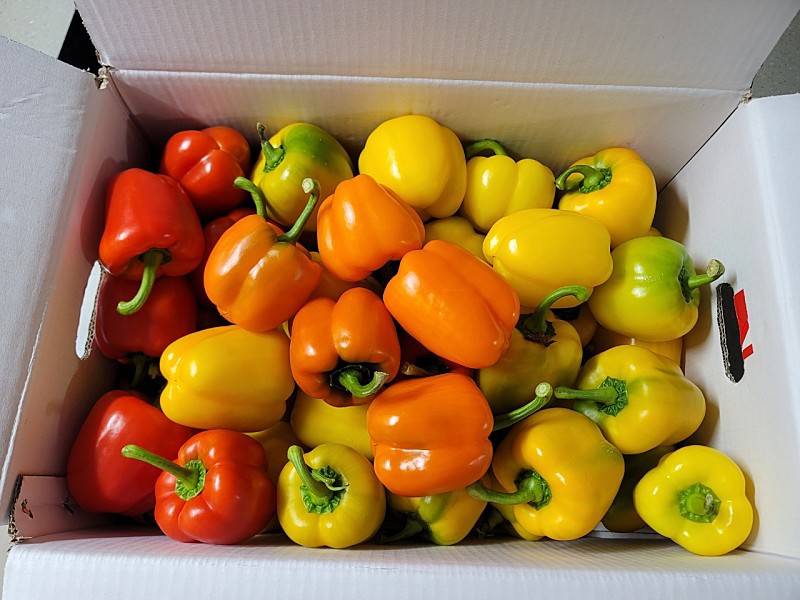 못난이파프리카 5kg 무료배송