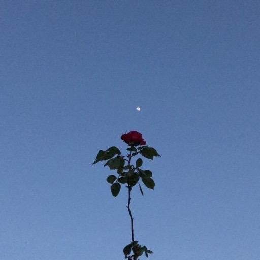 스위트홈 만화책