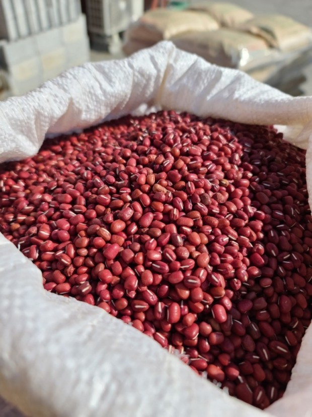 22년 진도산 햇적두(팥) 판매합니다