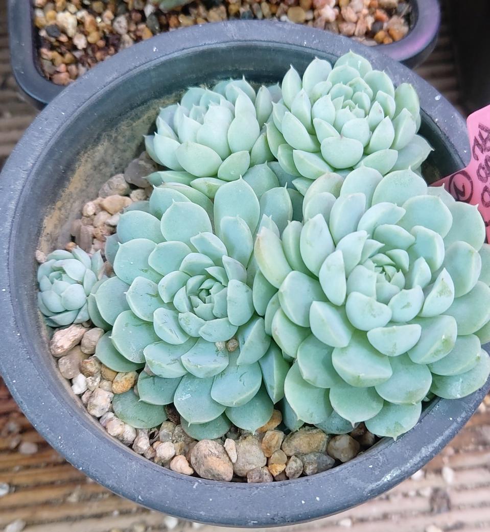 다육식물 설탕공주