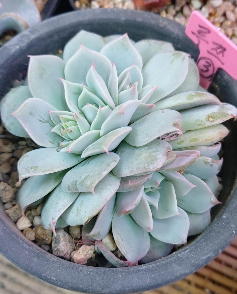 다육식물 루쯔군생