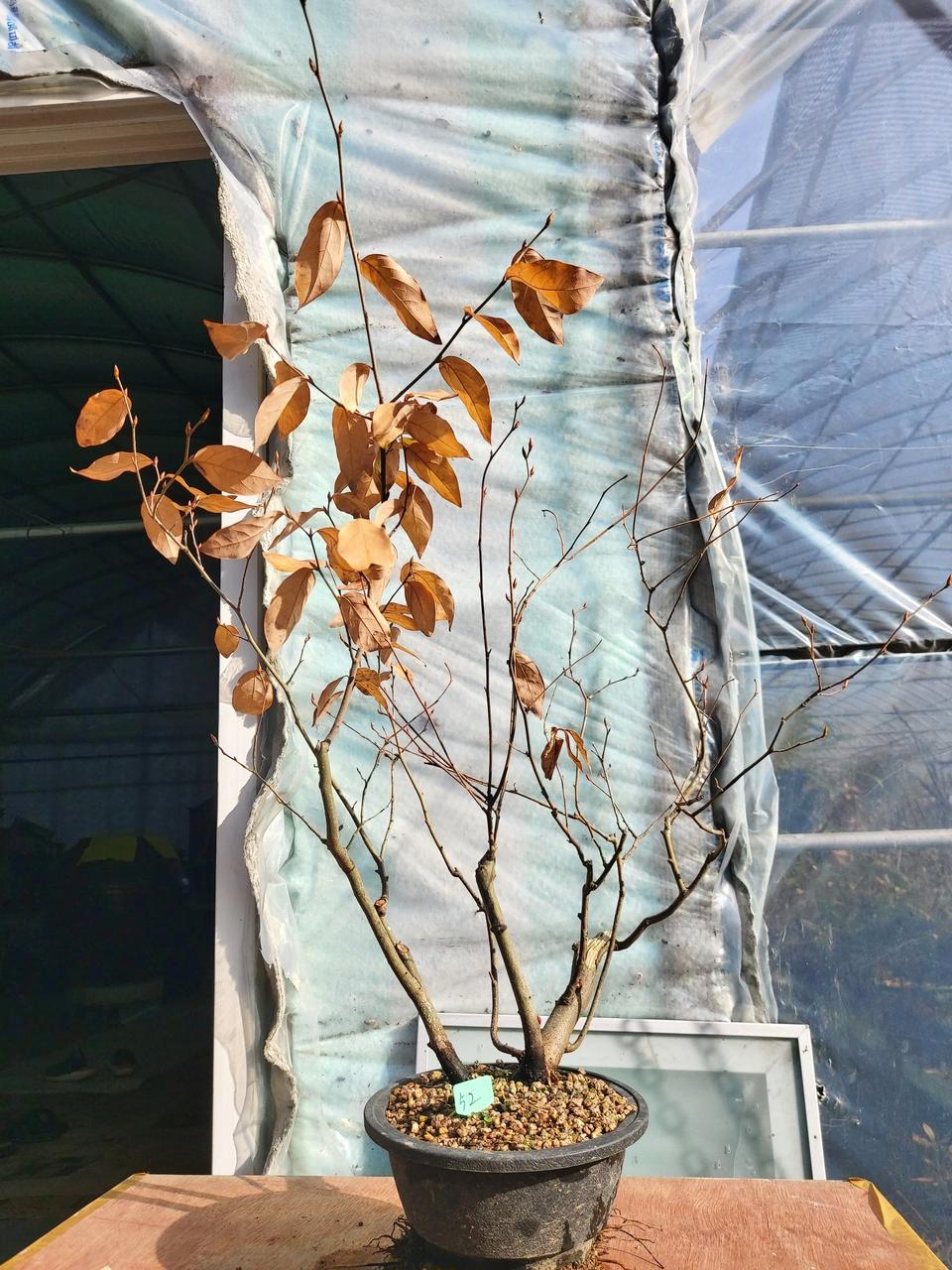 감태나무 연수목 분재