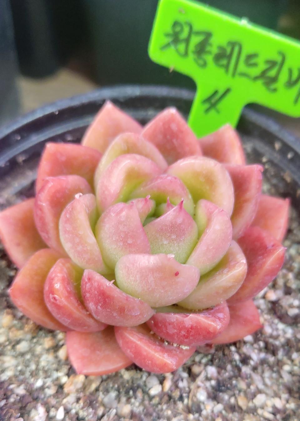 다육식물  원종레드길바 4번