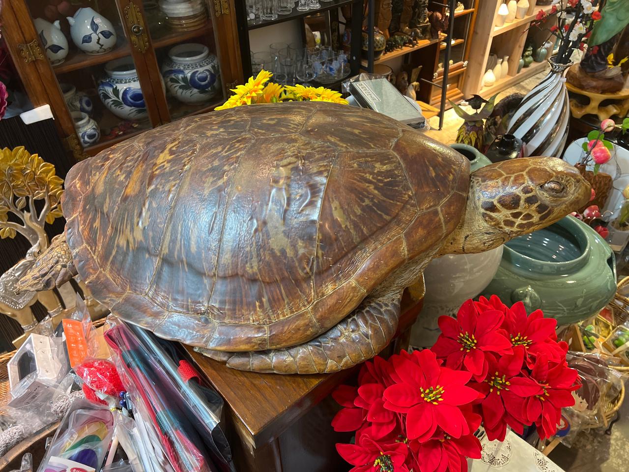 초대형 실거북이 박제 판매합니다