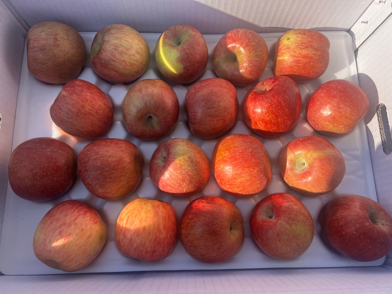 특가 함양 가정용 사과 10kg 무료배송