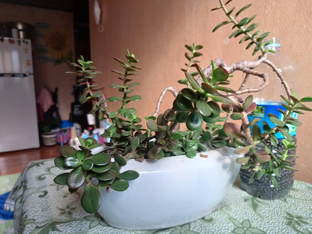 다육이.염좌.우주목.미니알로에.선인장