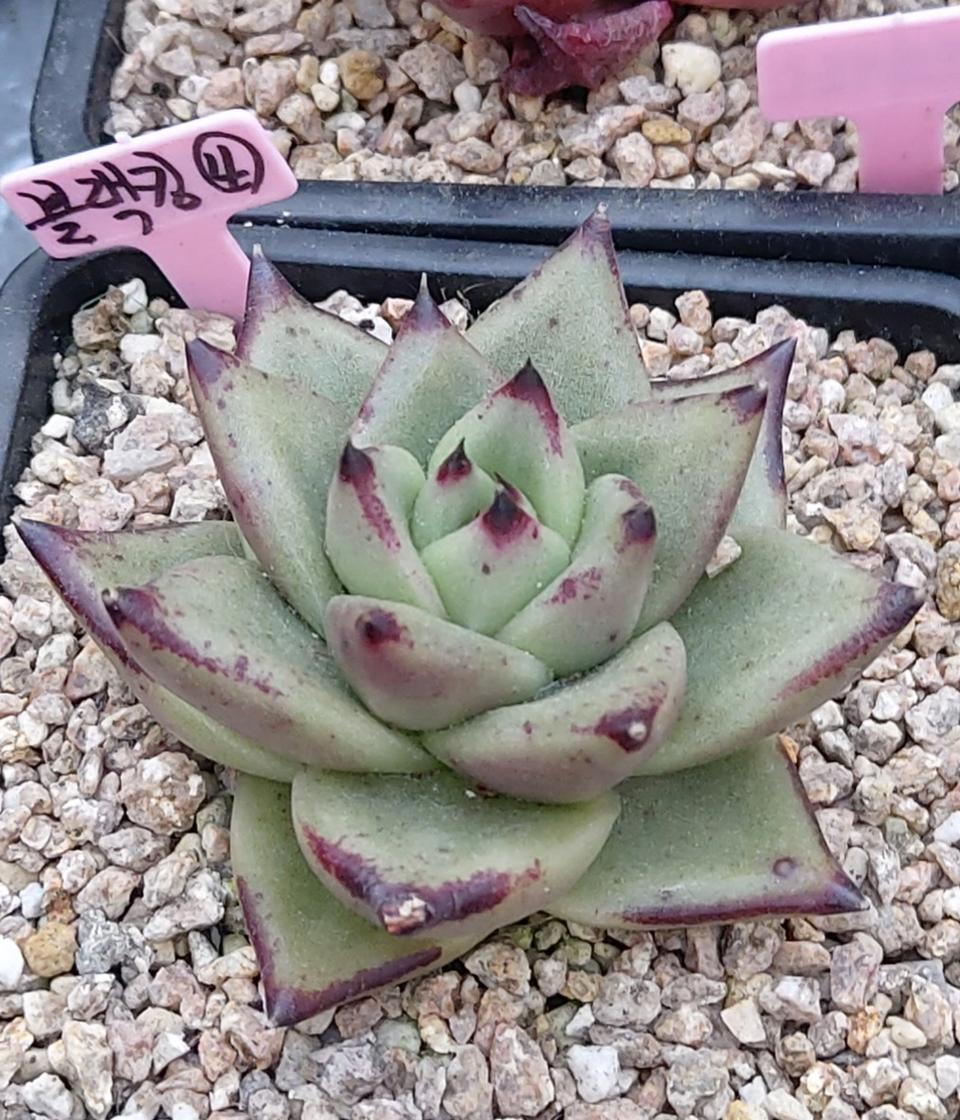 다육식물 블랙킹