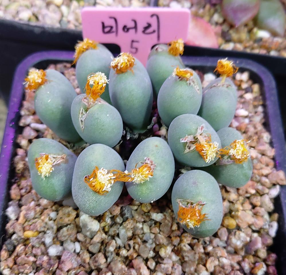 다육식물  미어리군생 5번