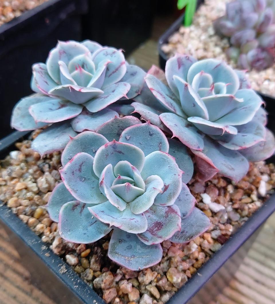 다육식물 골드쉐도우3두